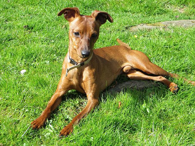 brown dog